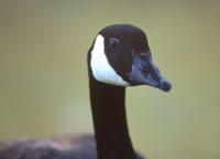 Wildlife Album